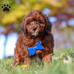Green Bean, Miniature Poodle Puppy